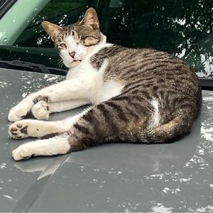 Meet your Posher, Abby